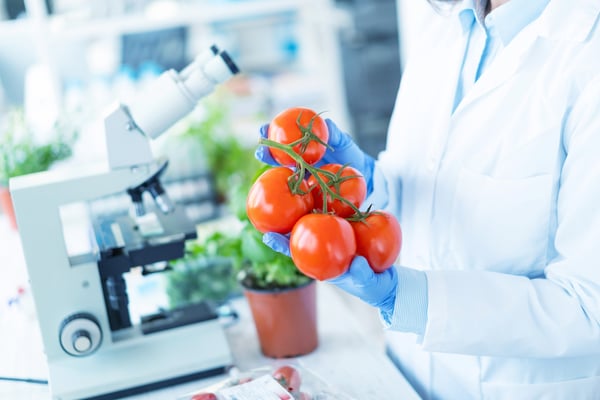 Biologist analyzing tomatoes in laboratory