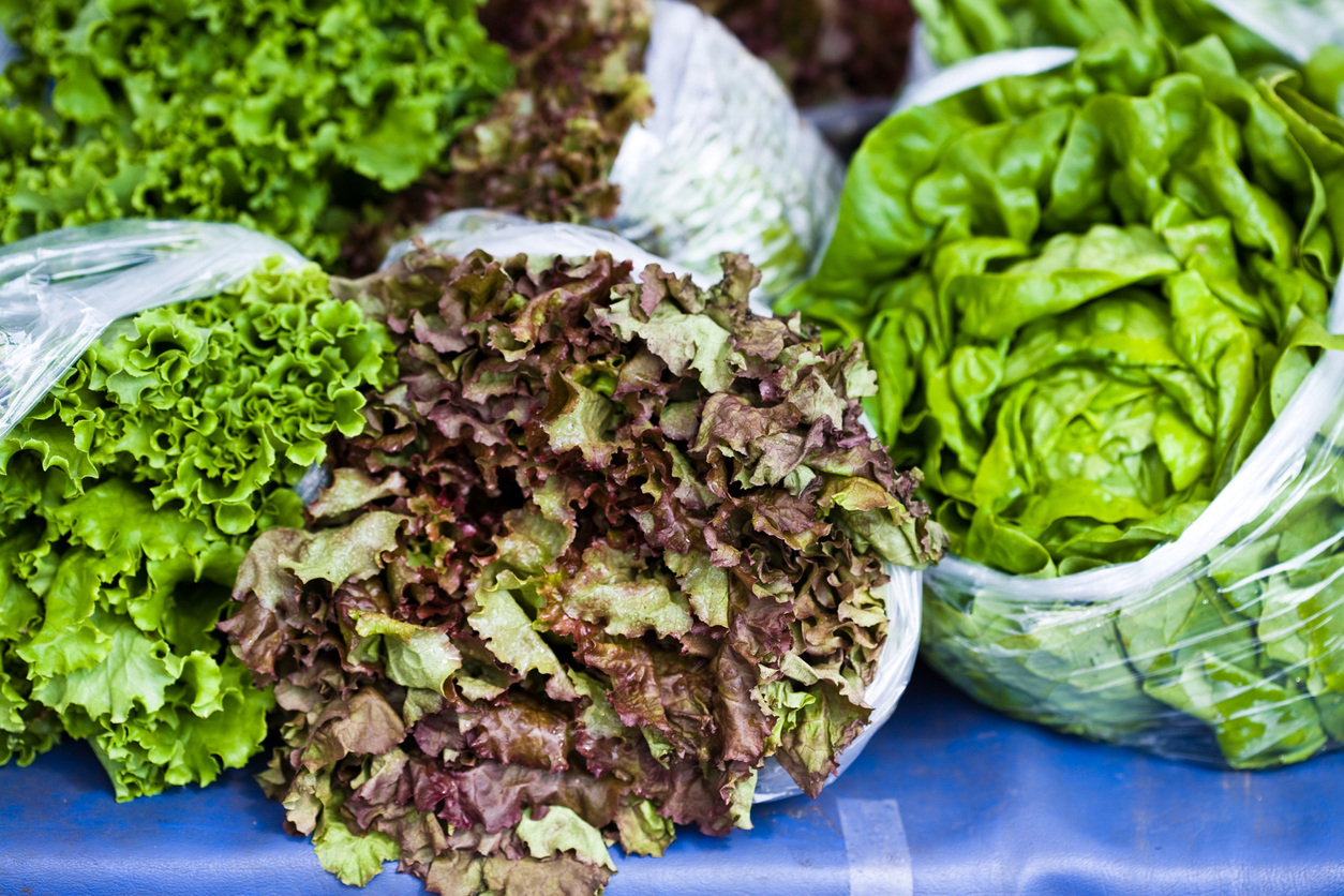 Lettuce перевод на русский. Зелень для салатов. Сочный латук в кулинарии. Салат латук хранение. Types of lettuce.