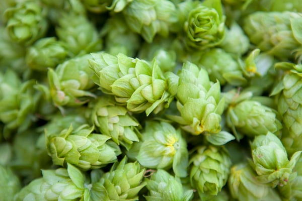 hops
