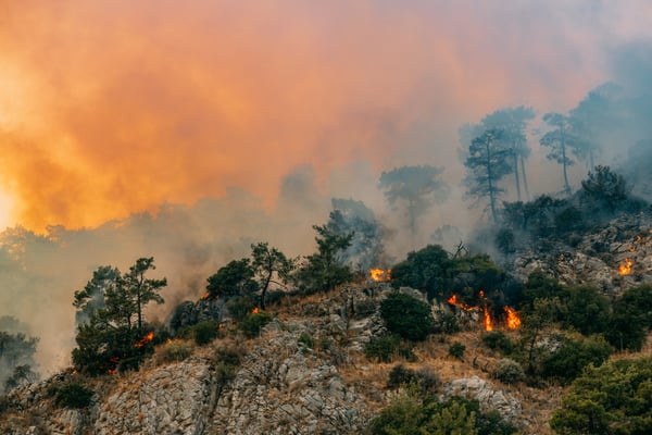 Forest fire in Red Pines Forest
