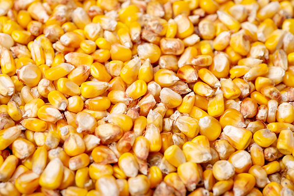 Corn kernals