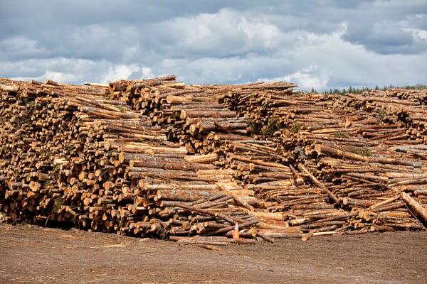 piles of logs