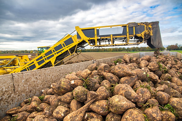 sugar beets