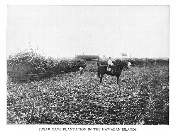 sugar cane plantation
