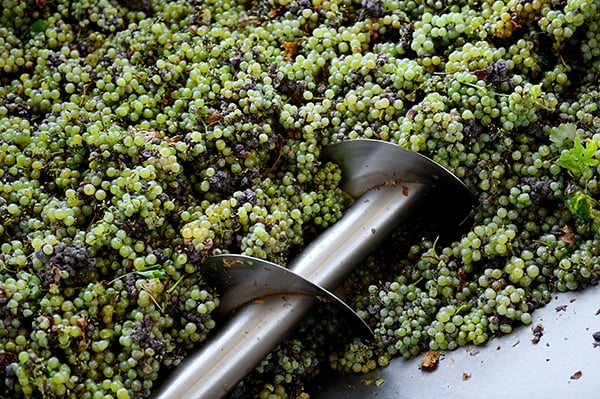 crushing-and-pressing-grapes