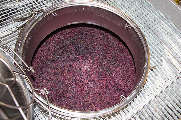 fermenting-grapes