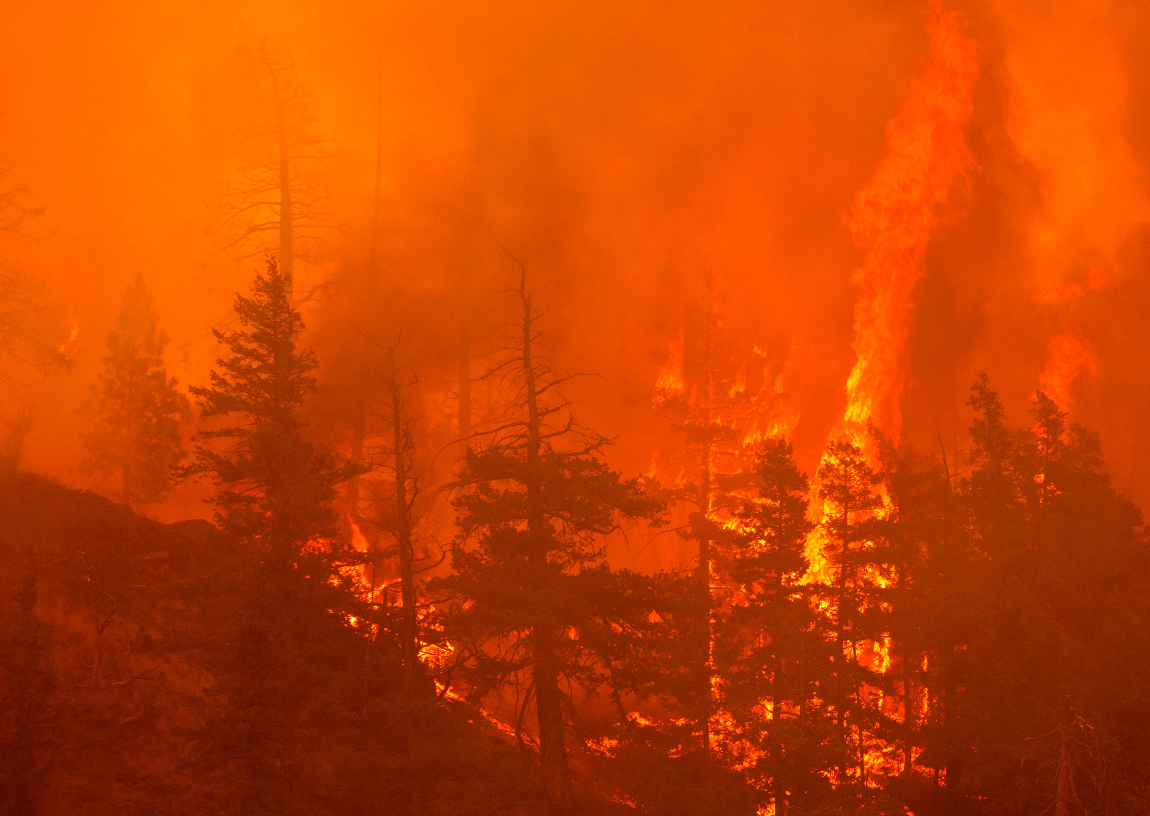 Forestry fire